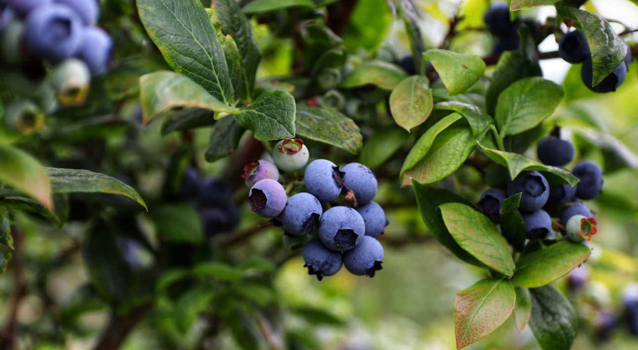 Harmony-Farm-Blueberry-Picking-Farm