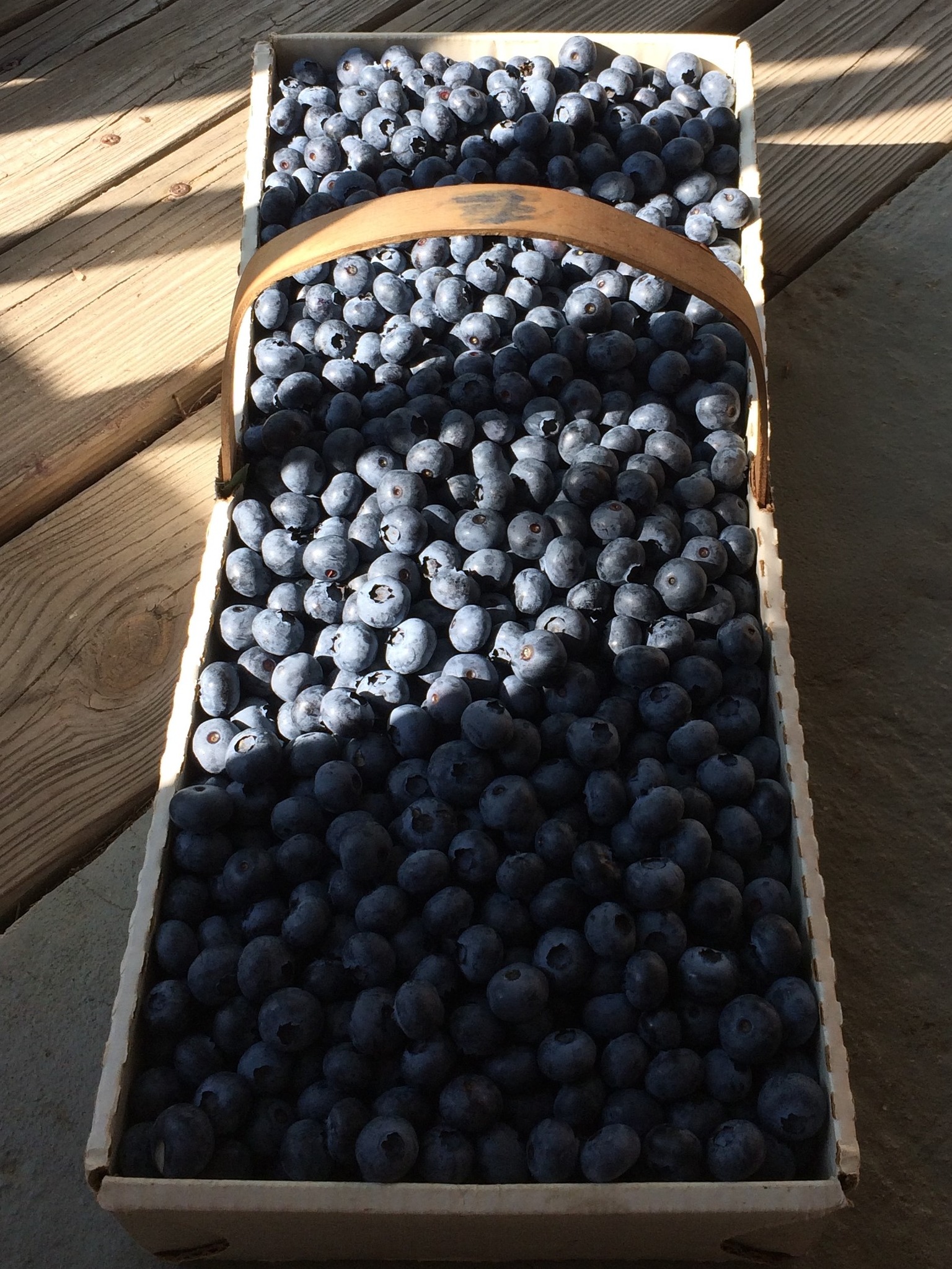 The 2024 Blueberry Picking Season Has Started!